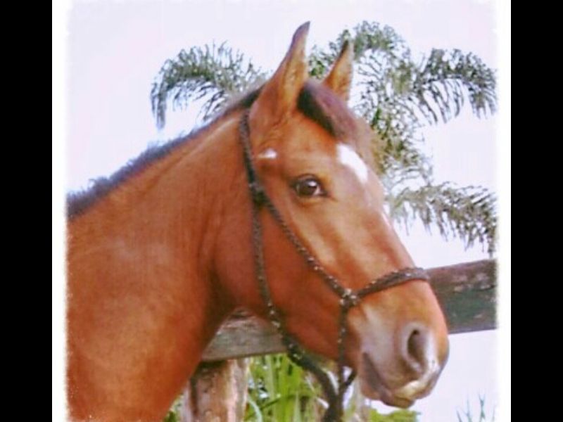 CIGANO