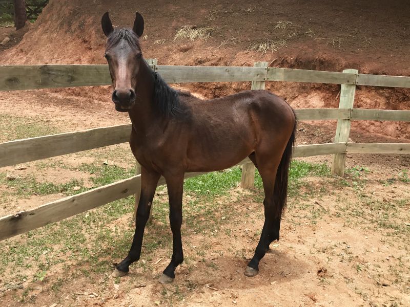 BACHAREL DO MINARDOO