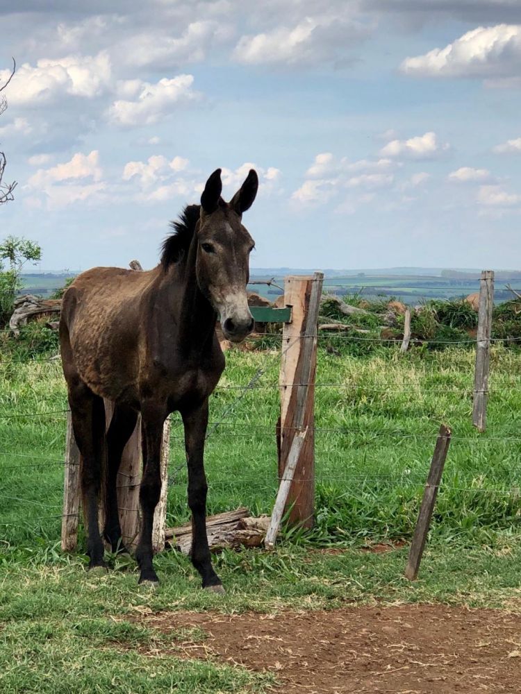 BURRO MARCHADOR
