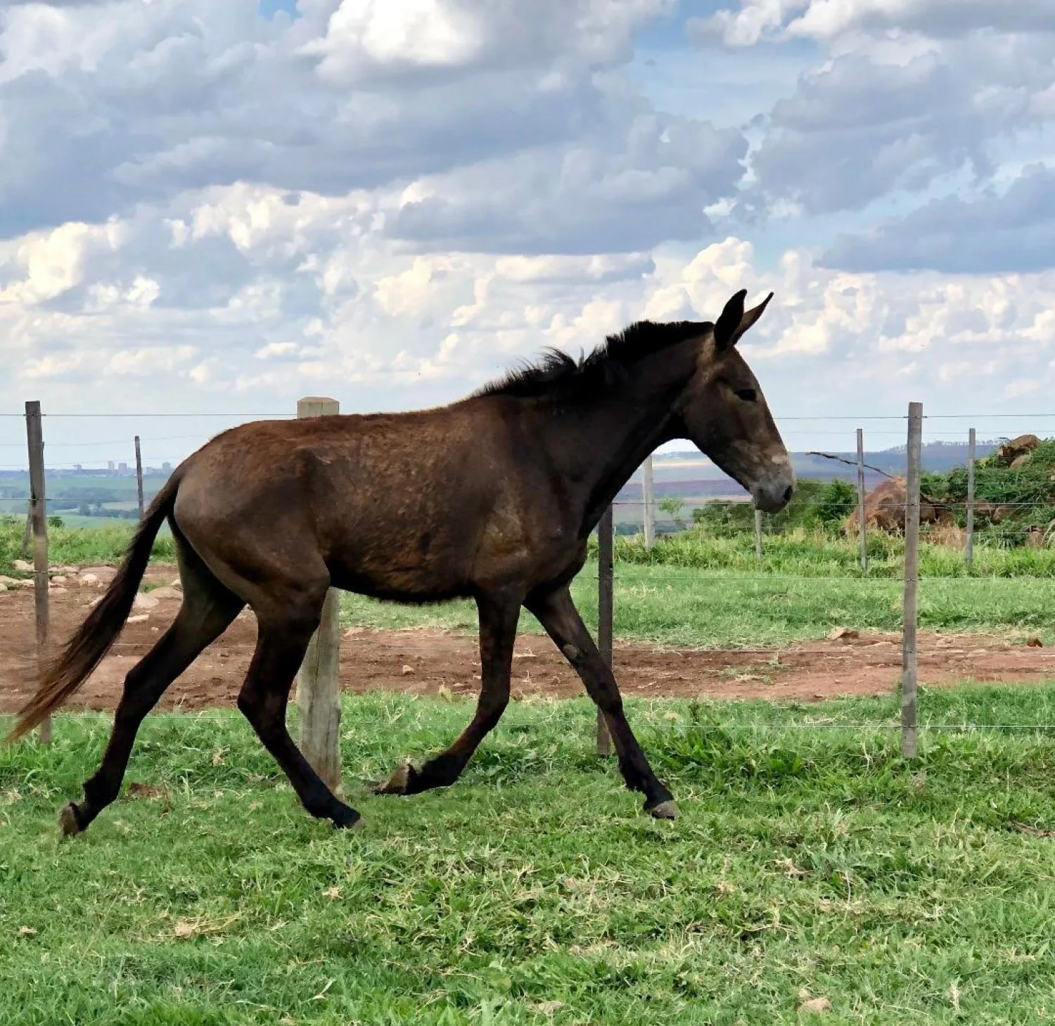 BURRO