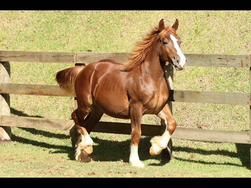 CHANEL DO RANCHO K