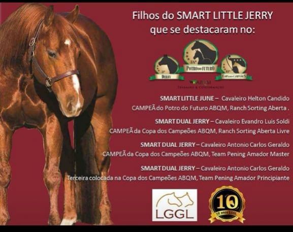 CAVALO PAINT HORSE REGISTRADO E INTEIRO 