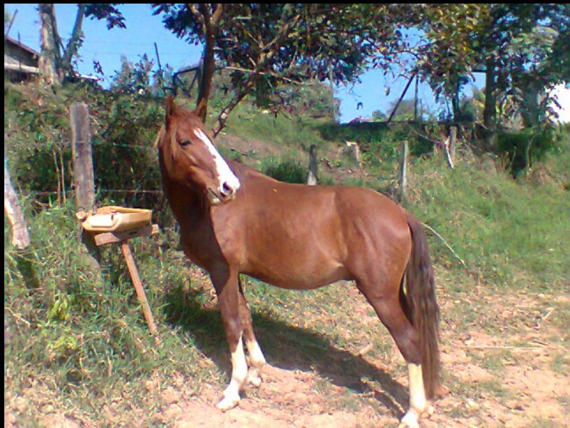 CIGANO