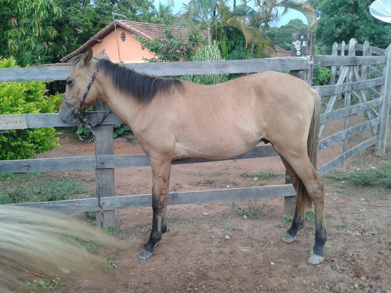POTRO 