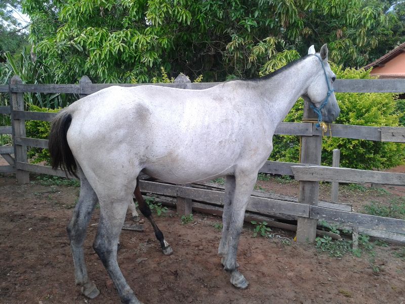 ÉGUA