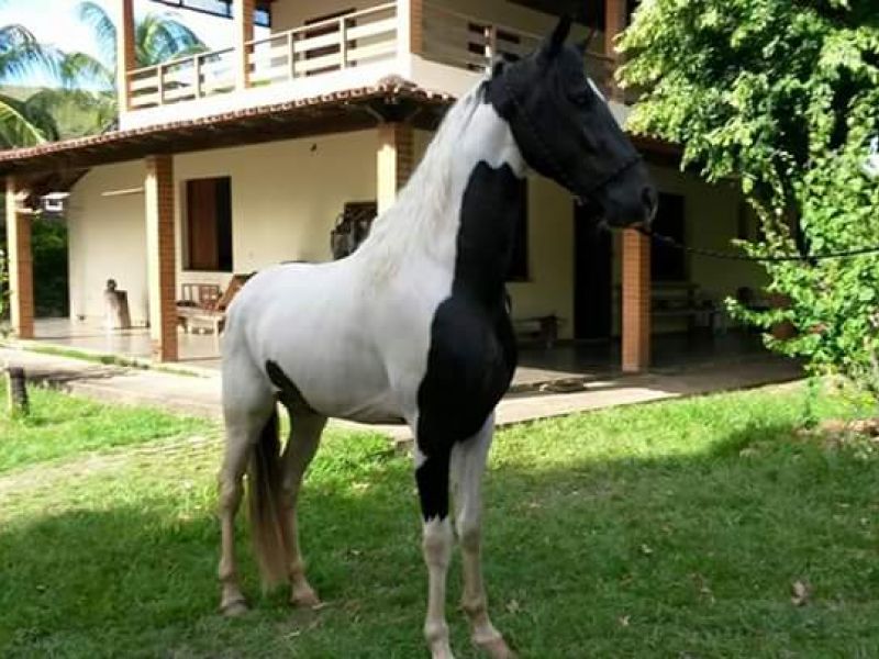 TRAJADO PORTEIRA GRANDE