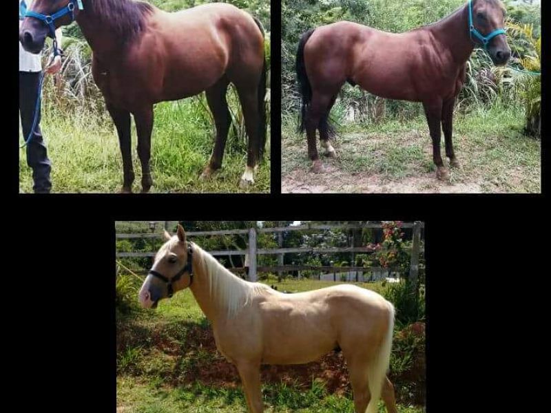 CAVALO PROCURADO