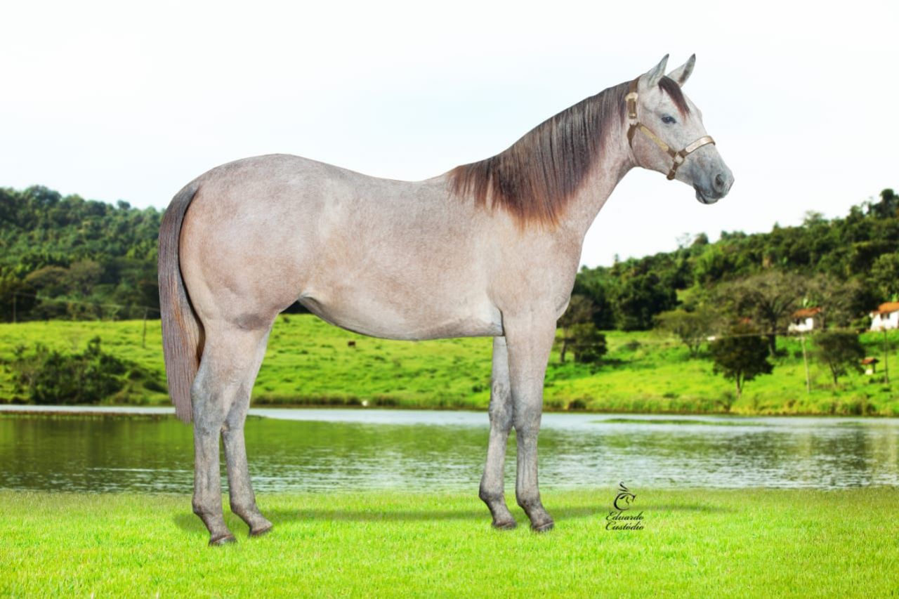 THACHER DASH CL