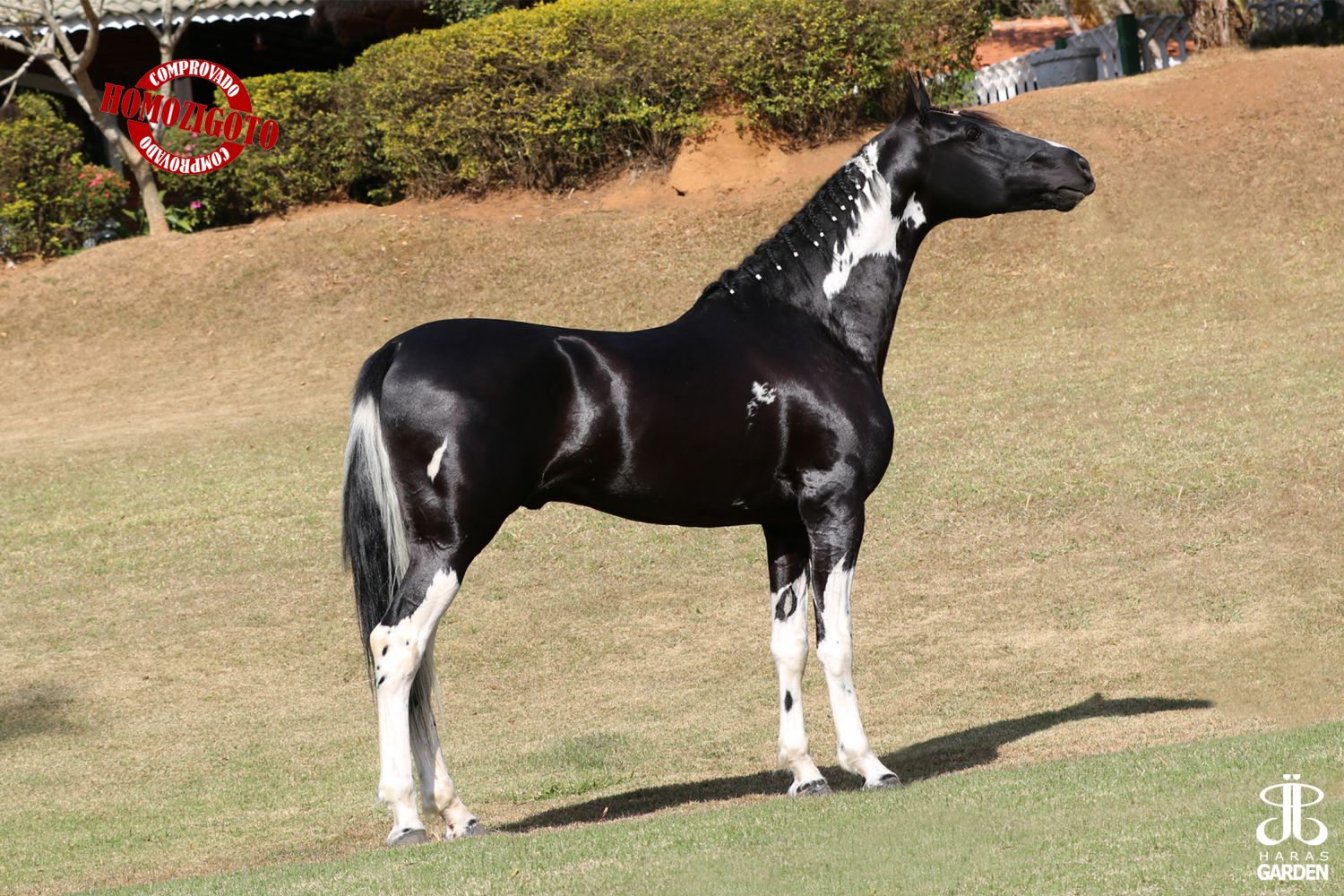 MONTEREY RIACHO DAS PEDRAS - HOMOZIGOTO