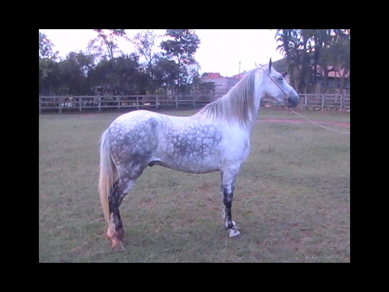 CURINGA DO RANCHO ELDORADO