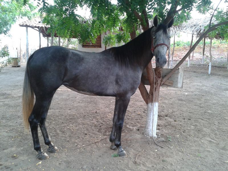 BAILARINA