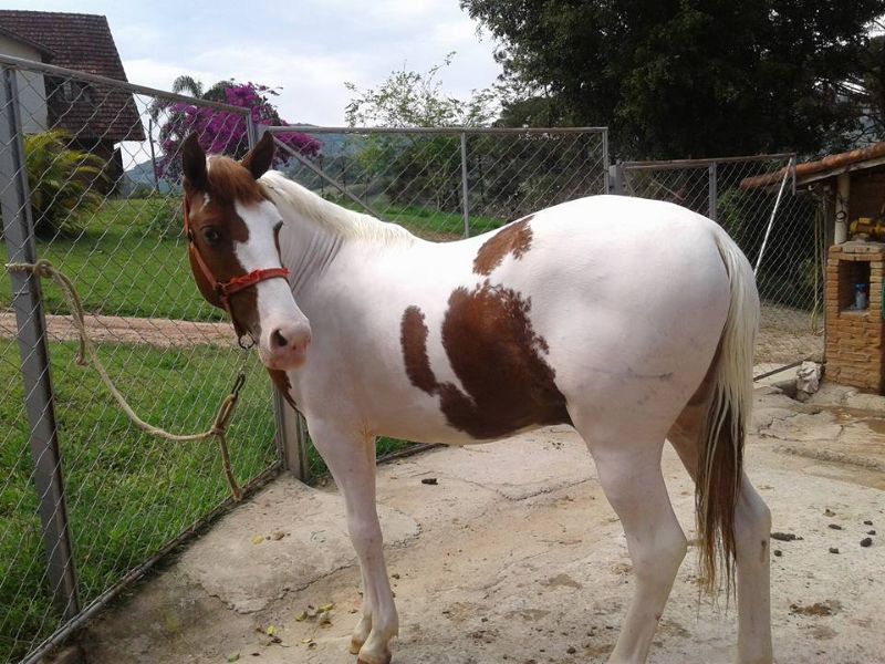 COMANCHE