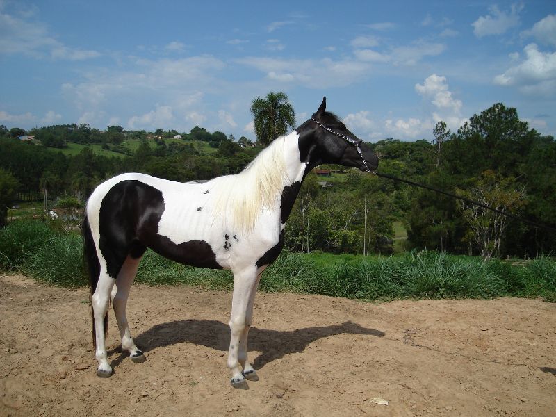 DIAMANTE BLANCO DMB