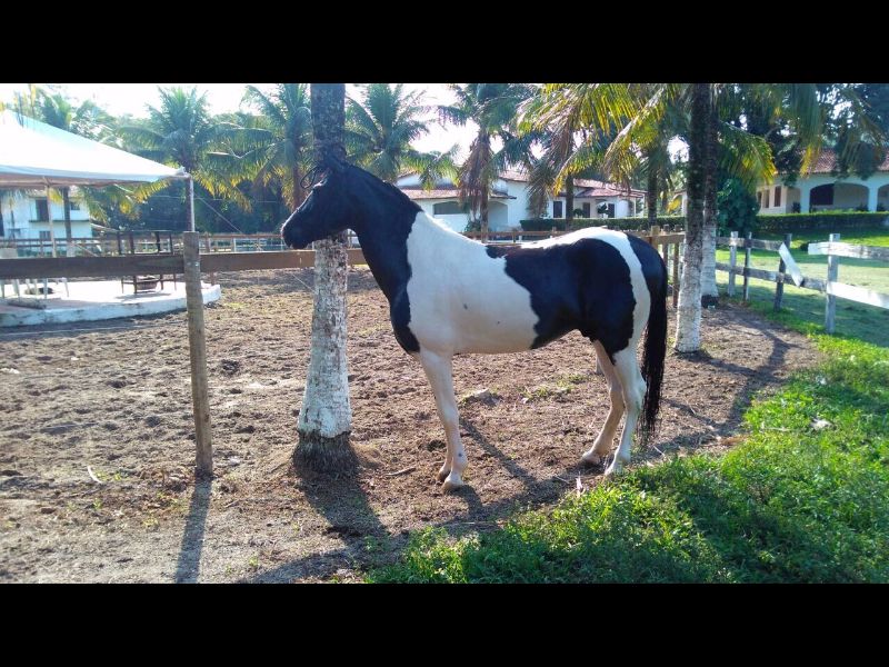 FLAMEJANTE GOLDEN HORSE