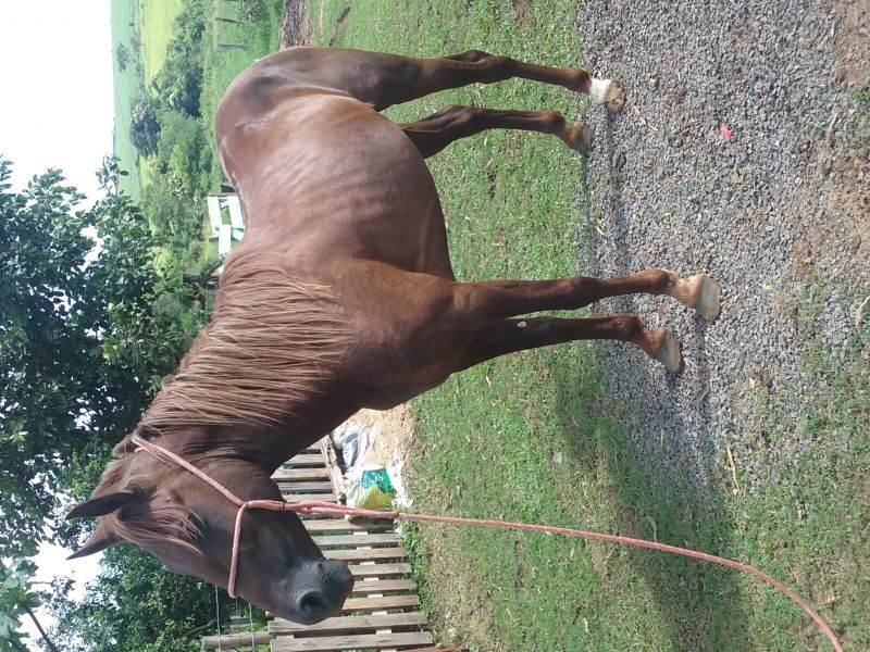 CHACAL