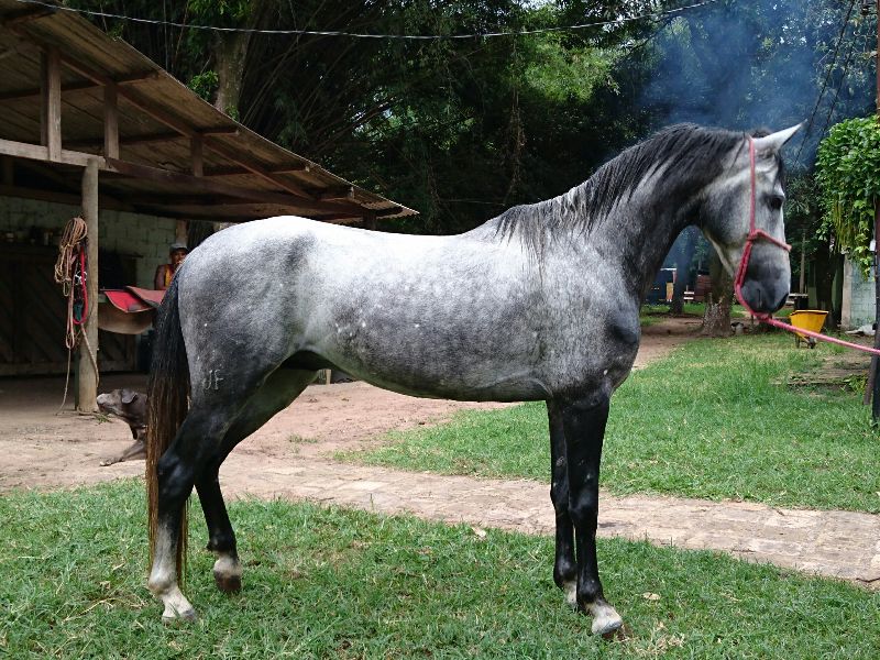 ELEITO DO CROCOTÓ
