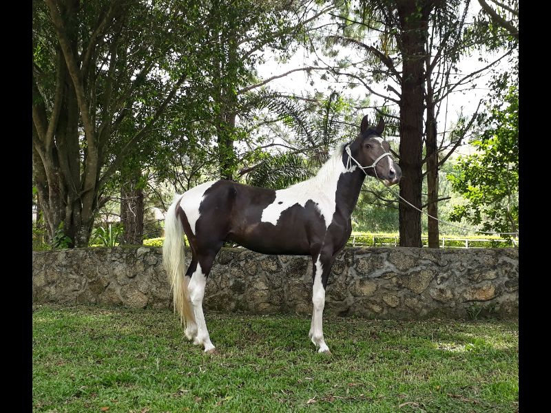 ZEUS DO NEVOEIRO