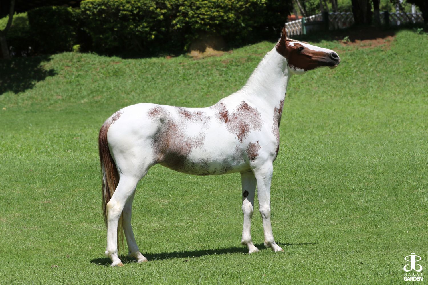 DONZELA DO GADU (T.E.)
