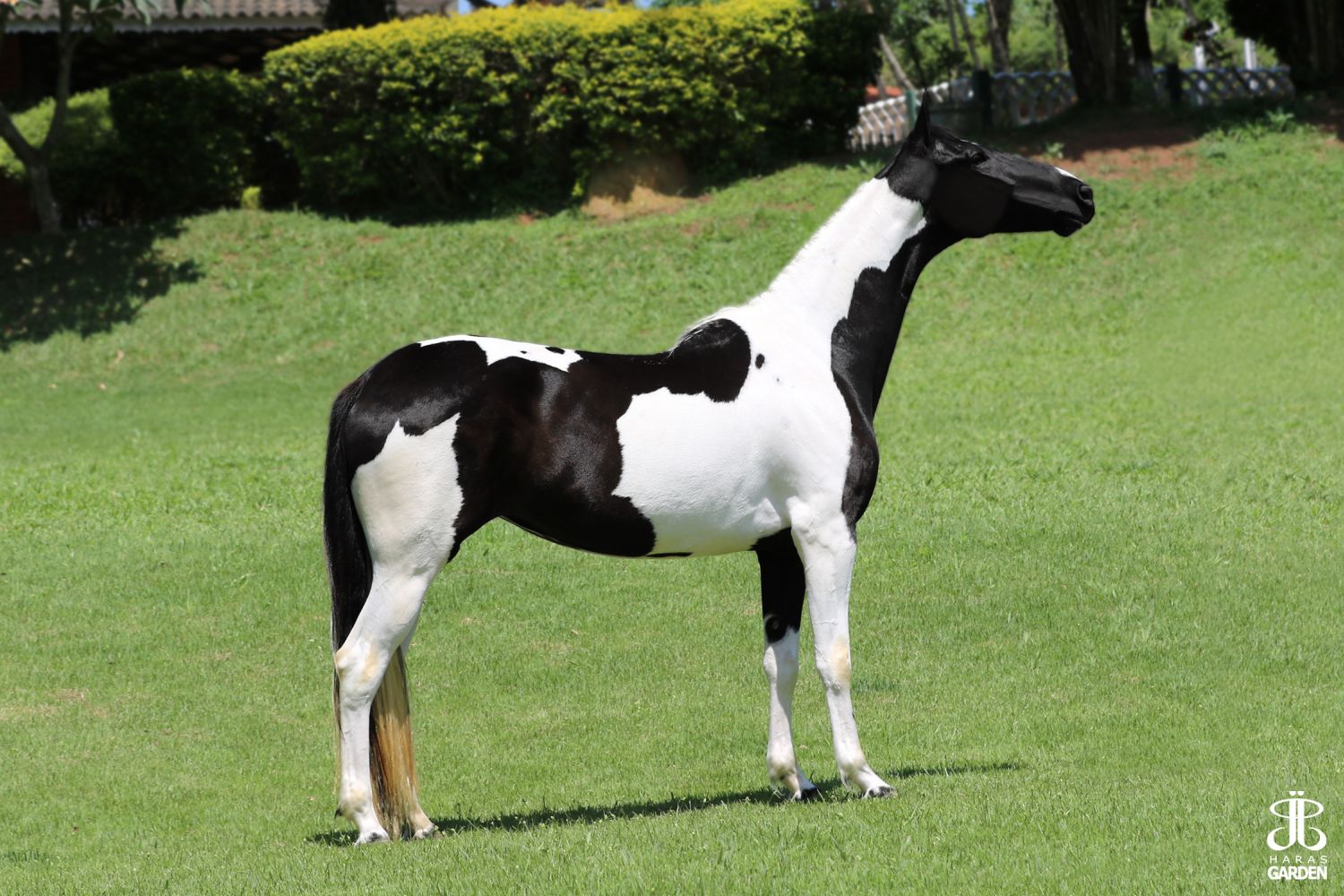 TUTA MONTANHEZ