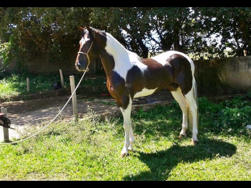 MAJOR GOLDEN HORSE