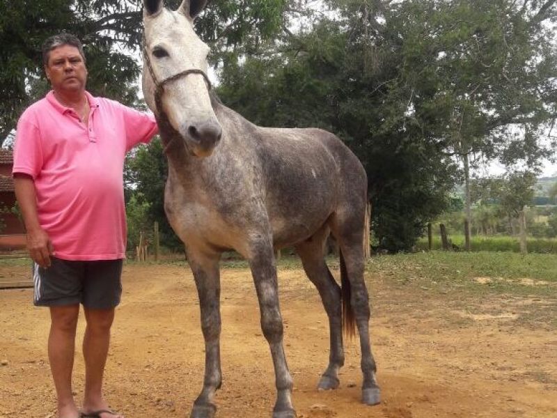 LAPIDADO DA GAMELEIRA