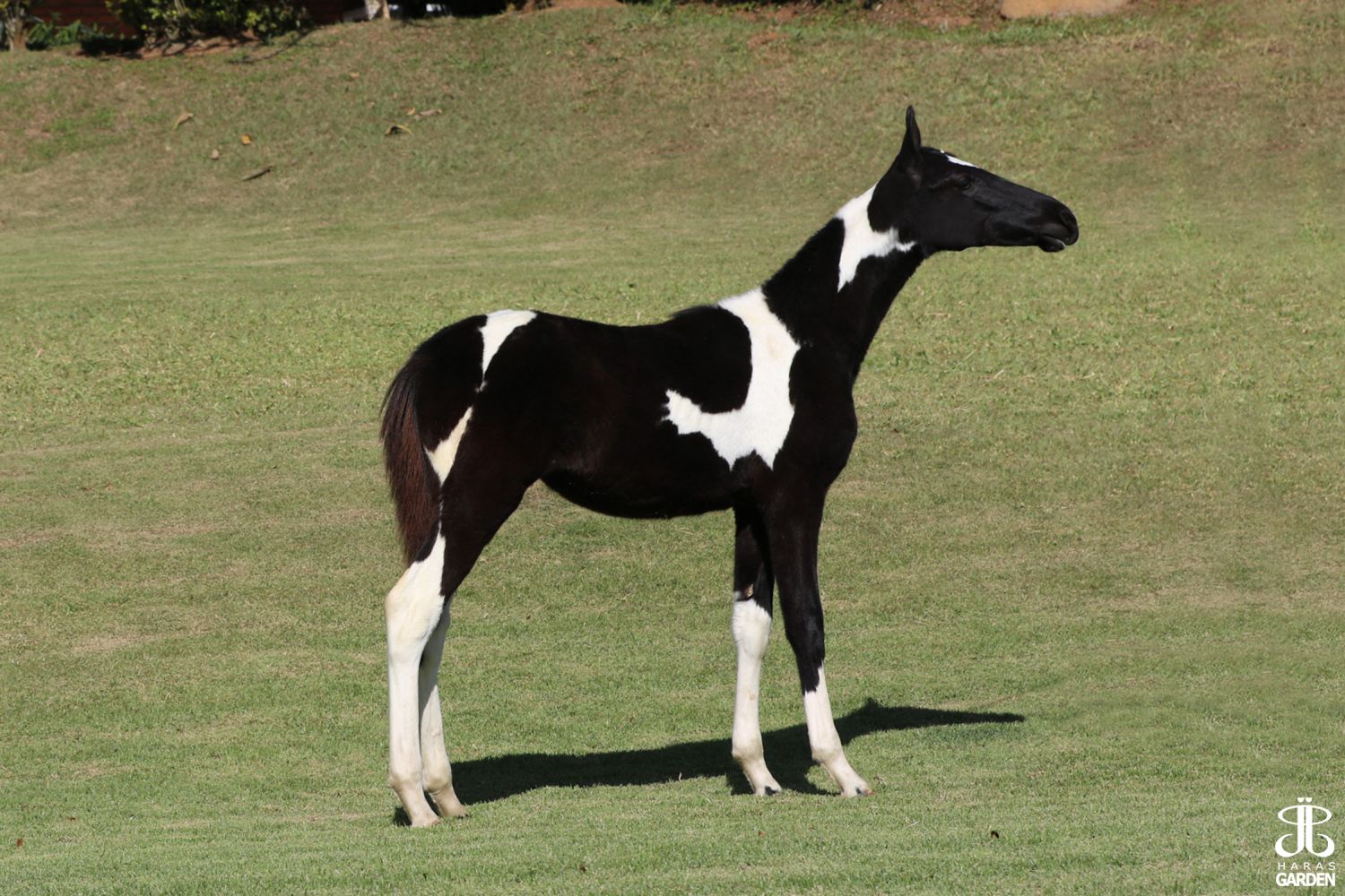 BUENOS AIRES HARAS MUNDI