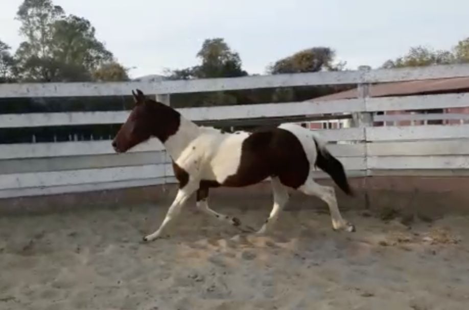 GUAJUVIRA DA TERRA RASGADA