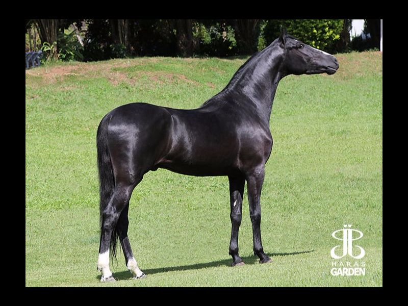 CARONTE JCMAF (T.E.)