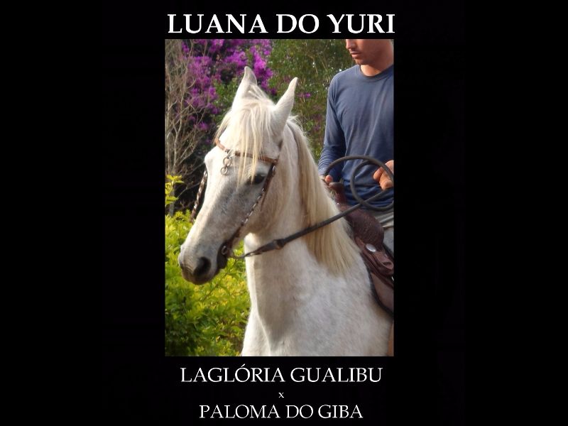 LUANA DO YURI (LAGLÓRIA GUALIBU X PALOMA DO GIBA)