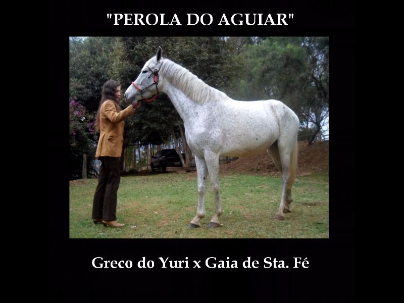 PÉROLA DO AGUIAR (GRECO DO YURI X GAIA DE STA. FÉ)
