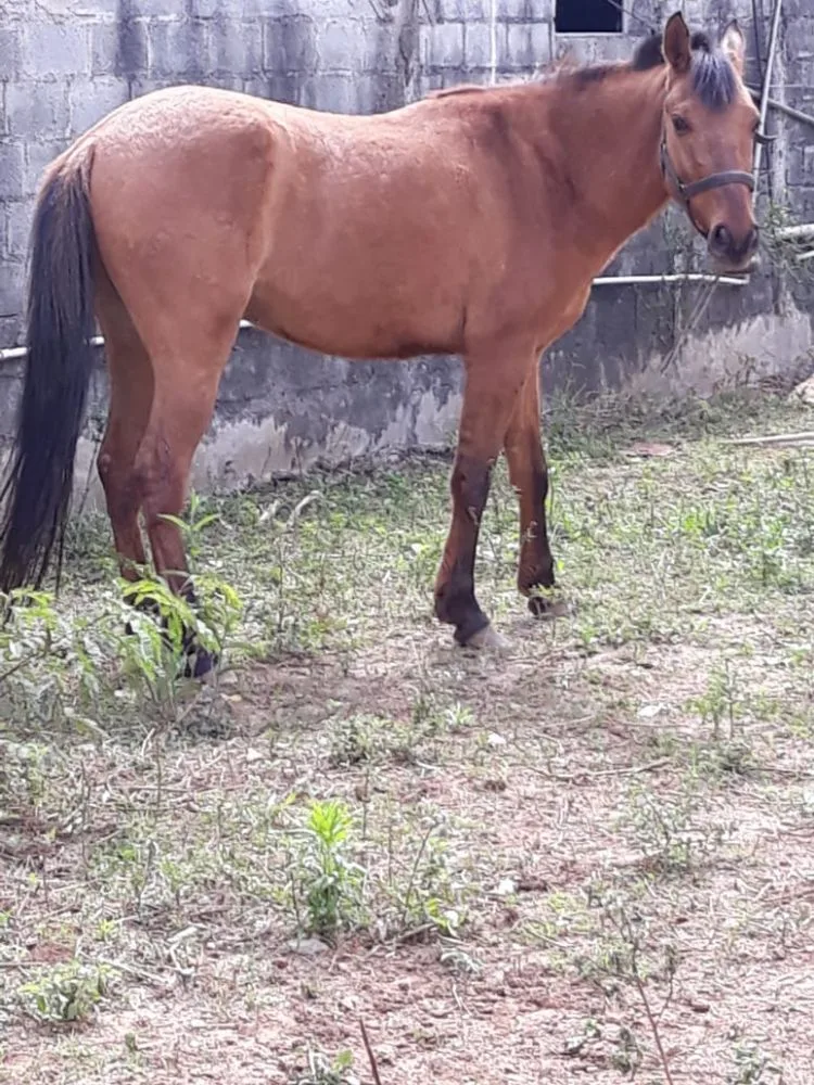 CAVALO GATEADO