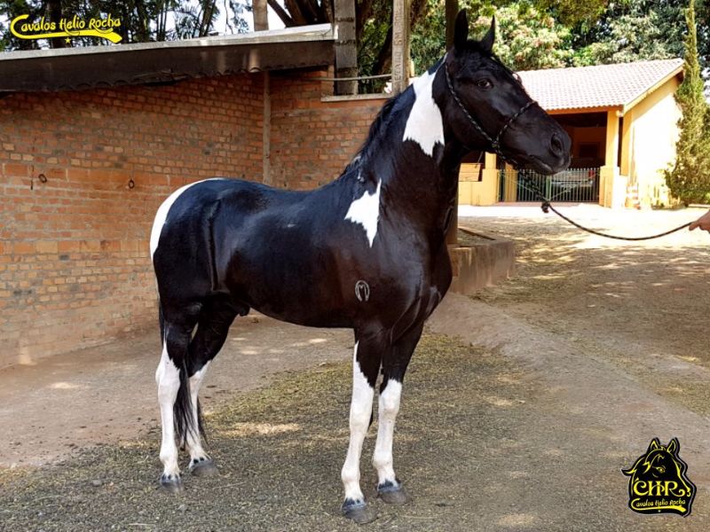 BUZIUS DE ALMABEM