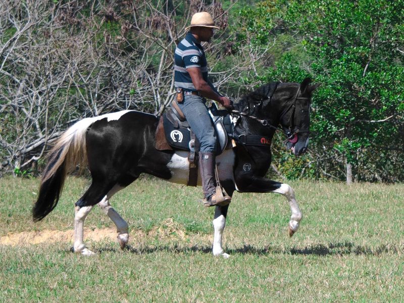 FILHO DE ROMEIRO DA TODAY - PRETO PAMPA