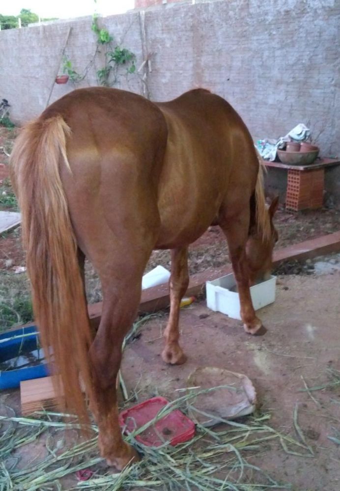 CAVALO MANGA LARGA