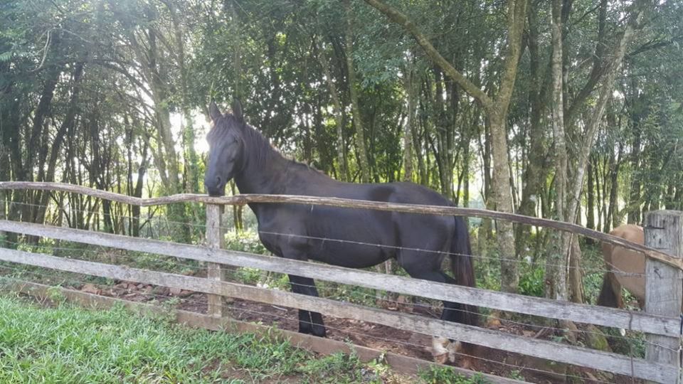 CAVALO CRIOURO 