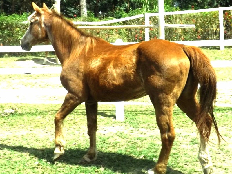 ANTARES FV
