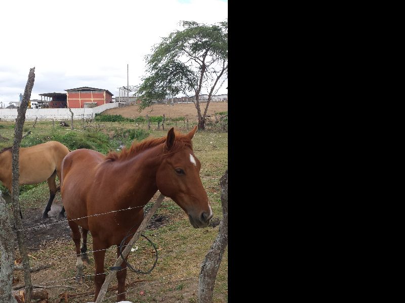 ACAUÃ