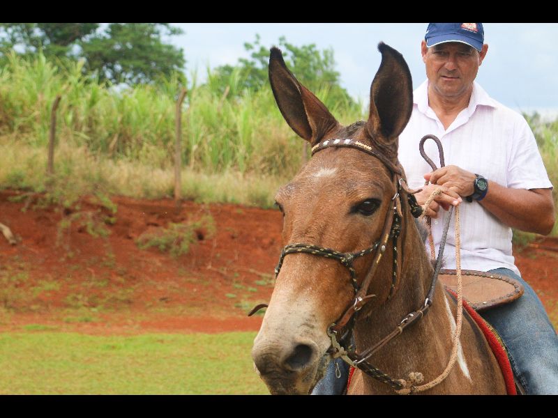 MULA PAMPA - ARAUNA 002