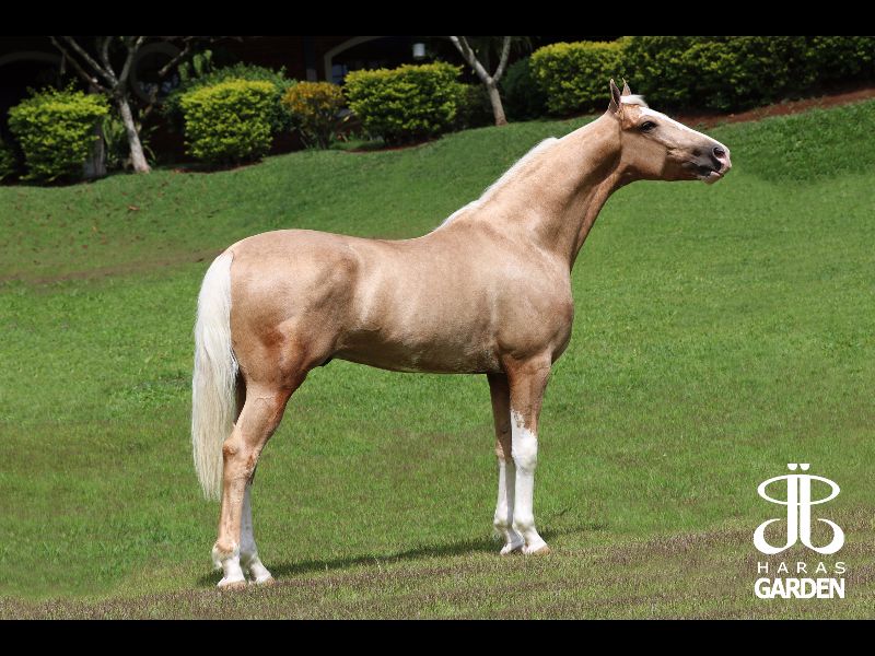 MAGNIFICO DO VASSOURAL