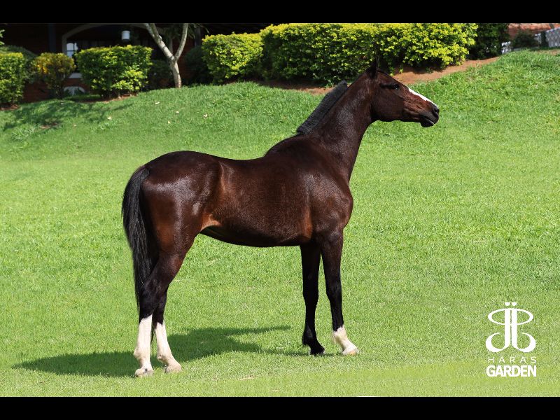 ATRIZ RB (T.E.)