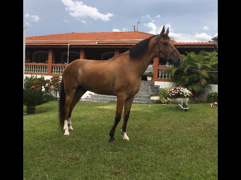 TITAN DA QUINTA