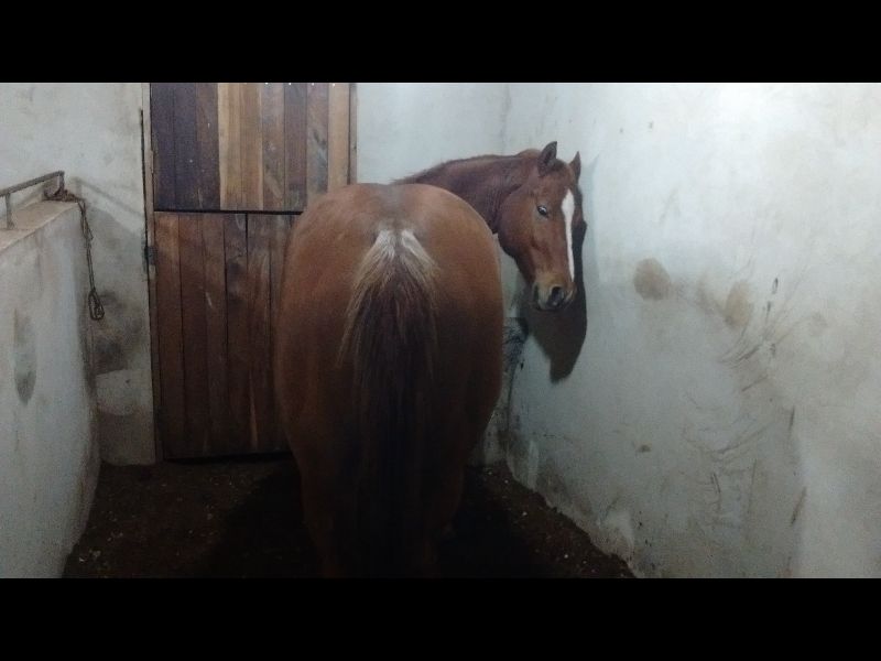 LADINA PARDNER