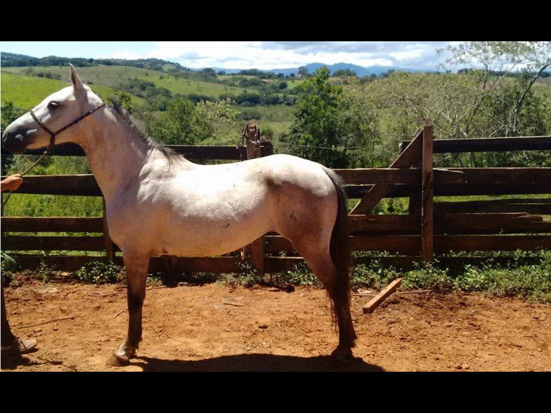 JUDÔ DE PAGURIFÁ