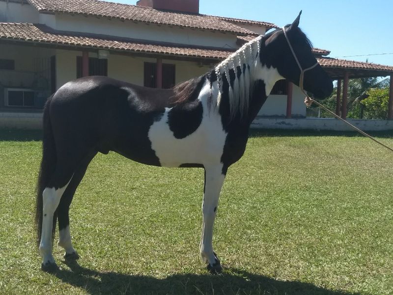 IANQUE DO BAHIANO