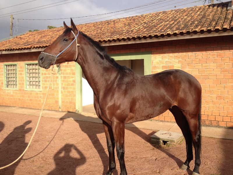 DODGE (COROCURTIDO)