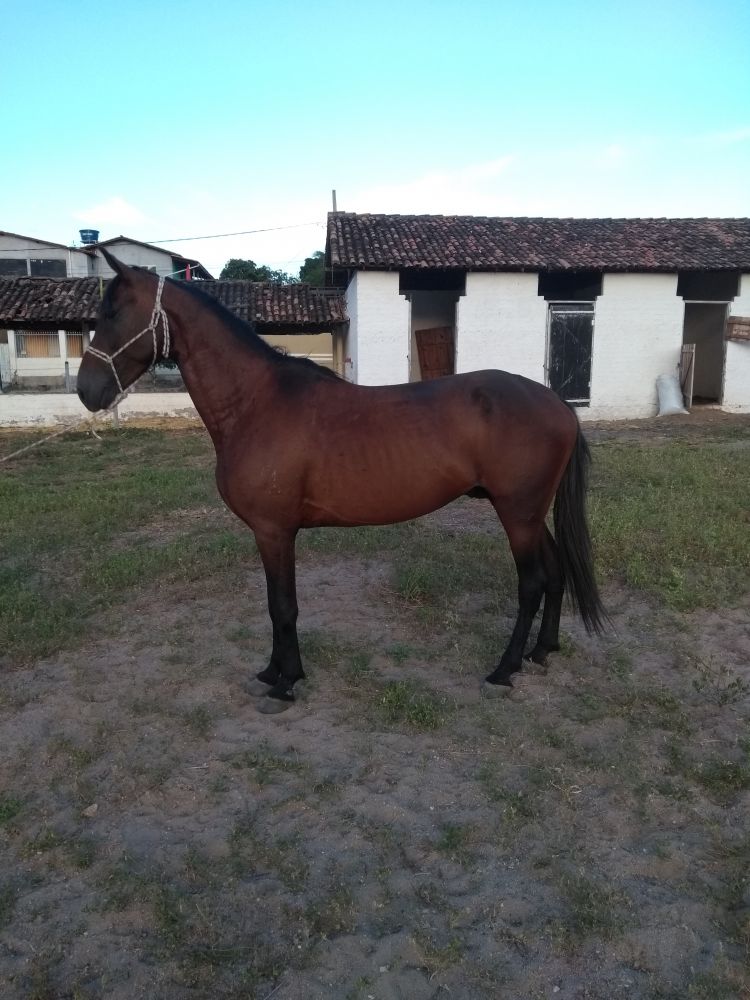 GAROTO