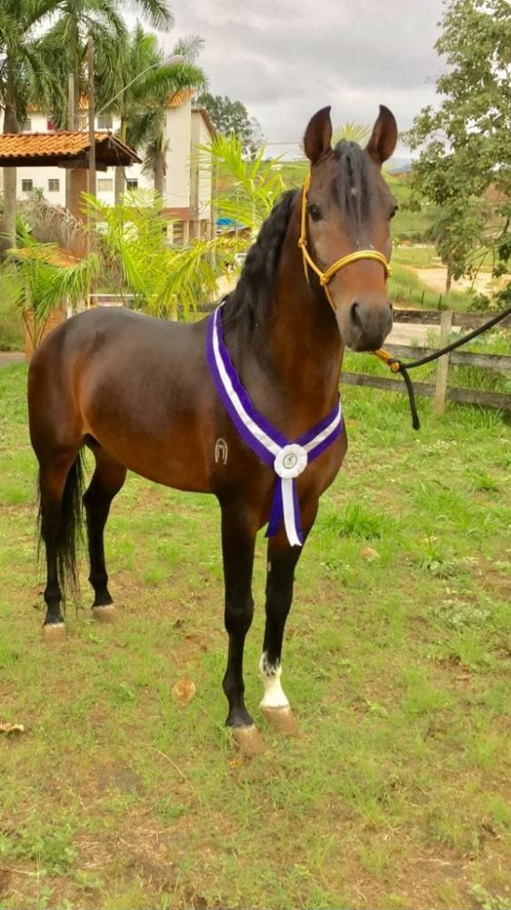 MANGALARGA MARCHADOR - ANIMAL DE PISTA