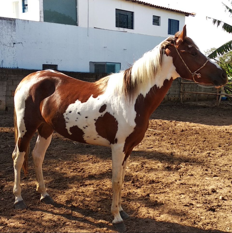 ÁQUILA DA JOCAPE