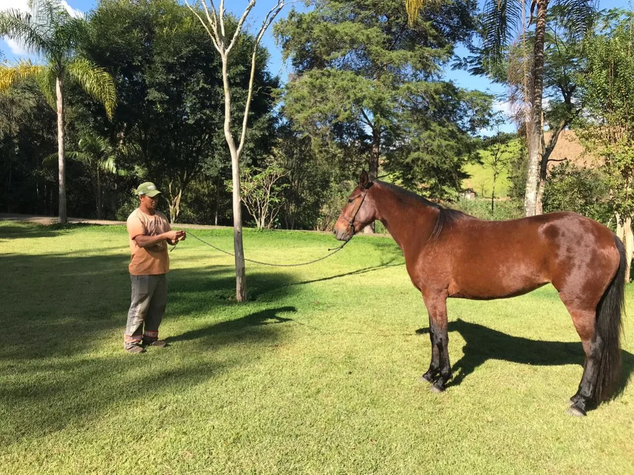 POTRA MANGALARGA MARCHADOR 