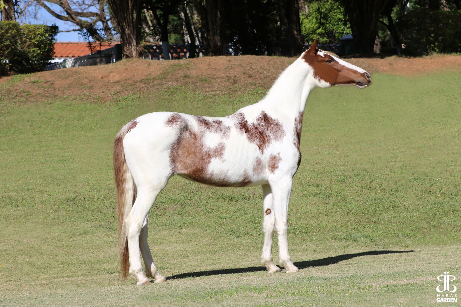 DONZELA DO GADU (T.E.)